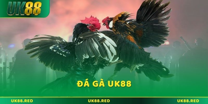 Sân chơi Đá gà UK88 đỉnh cao dành cho tín đồ đam mê gà chiến Sân chơi Đá gà UK88 đỉnh cao dành cho tín đồ đam mê gà chiến