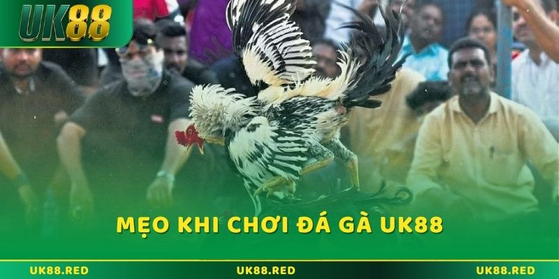 Sân chơi Đá gà UK88 đỉnh cao dành cho tín đồ đam mê gà chiến Những mẹo hay giúp đánh bại mọi chiến kê trong Đá Gà UK88